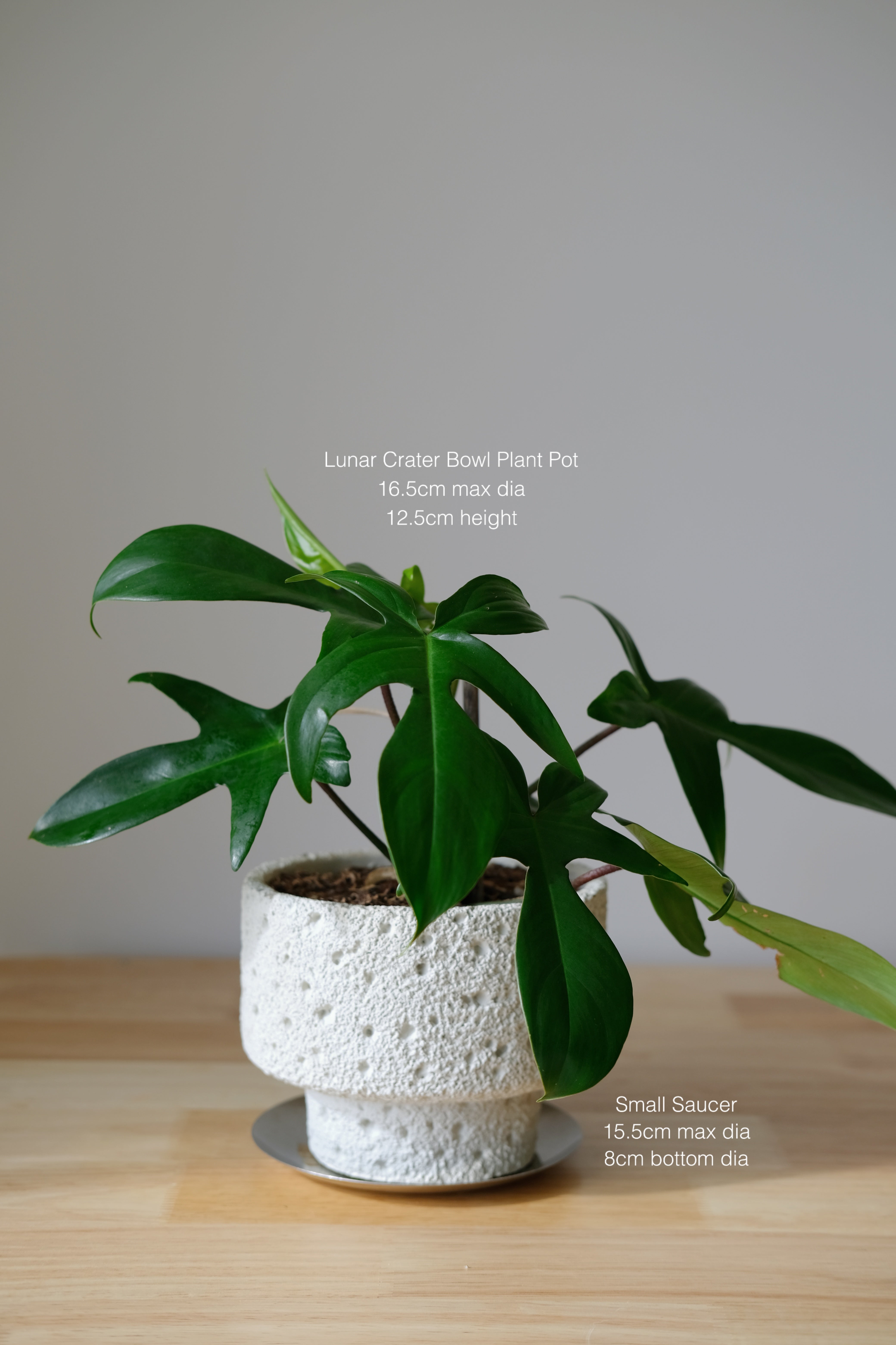 🔥 Lunar Crater Bowl Plant Pot