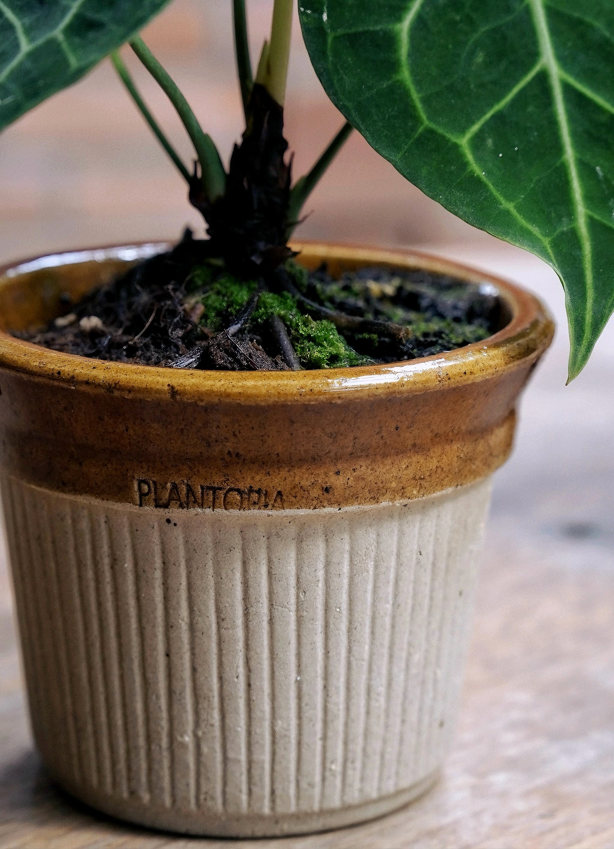 Caramel Rim Pot – Semi-glazed Crude Clay Planter