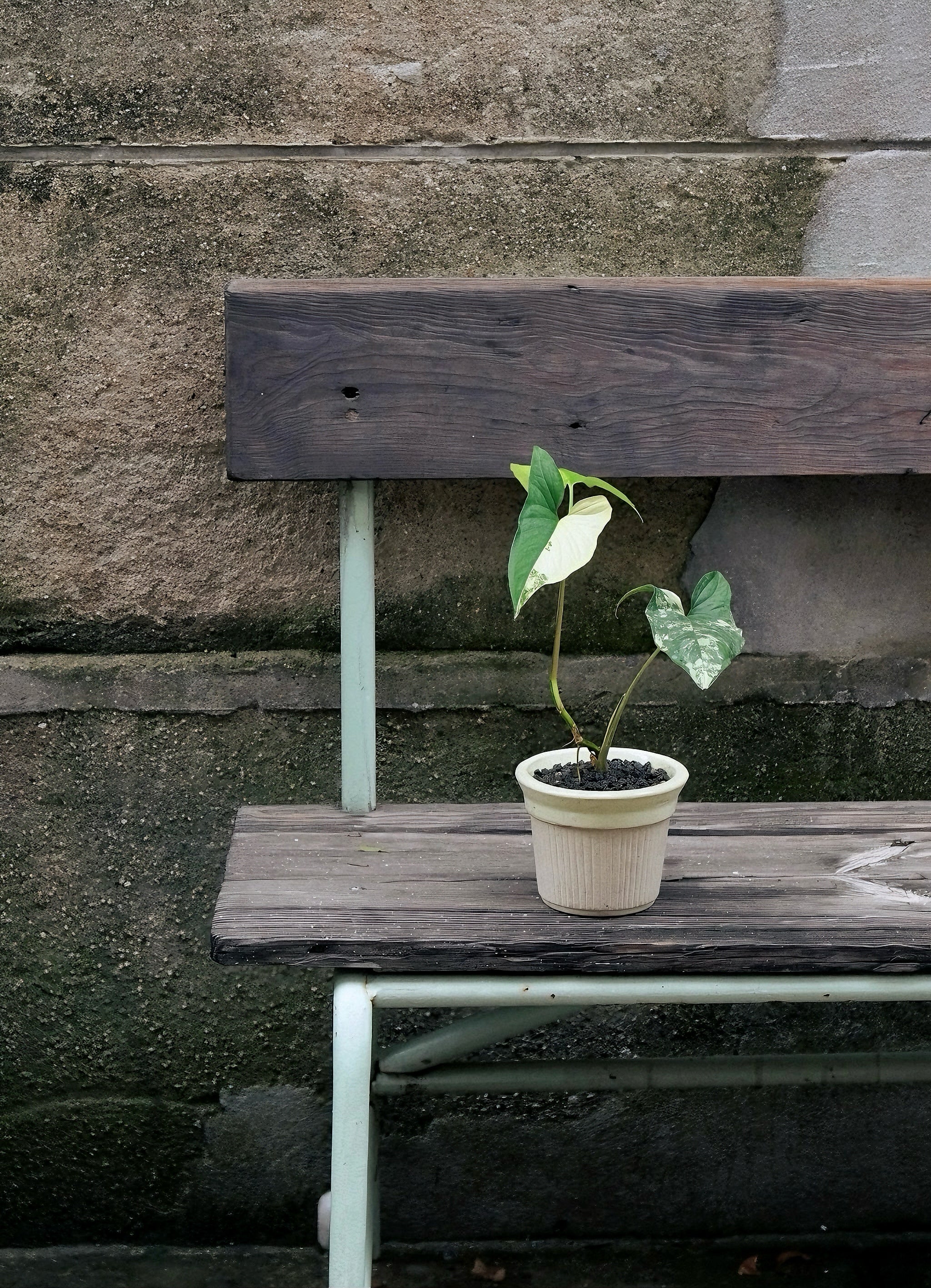 Lemon Cream Pot – Semi-glazed Crude Clay Planter