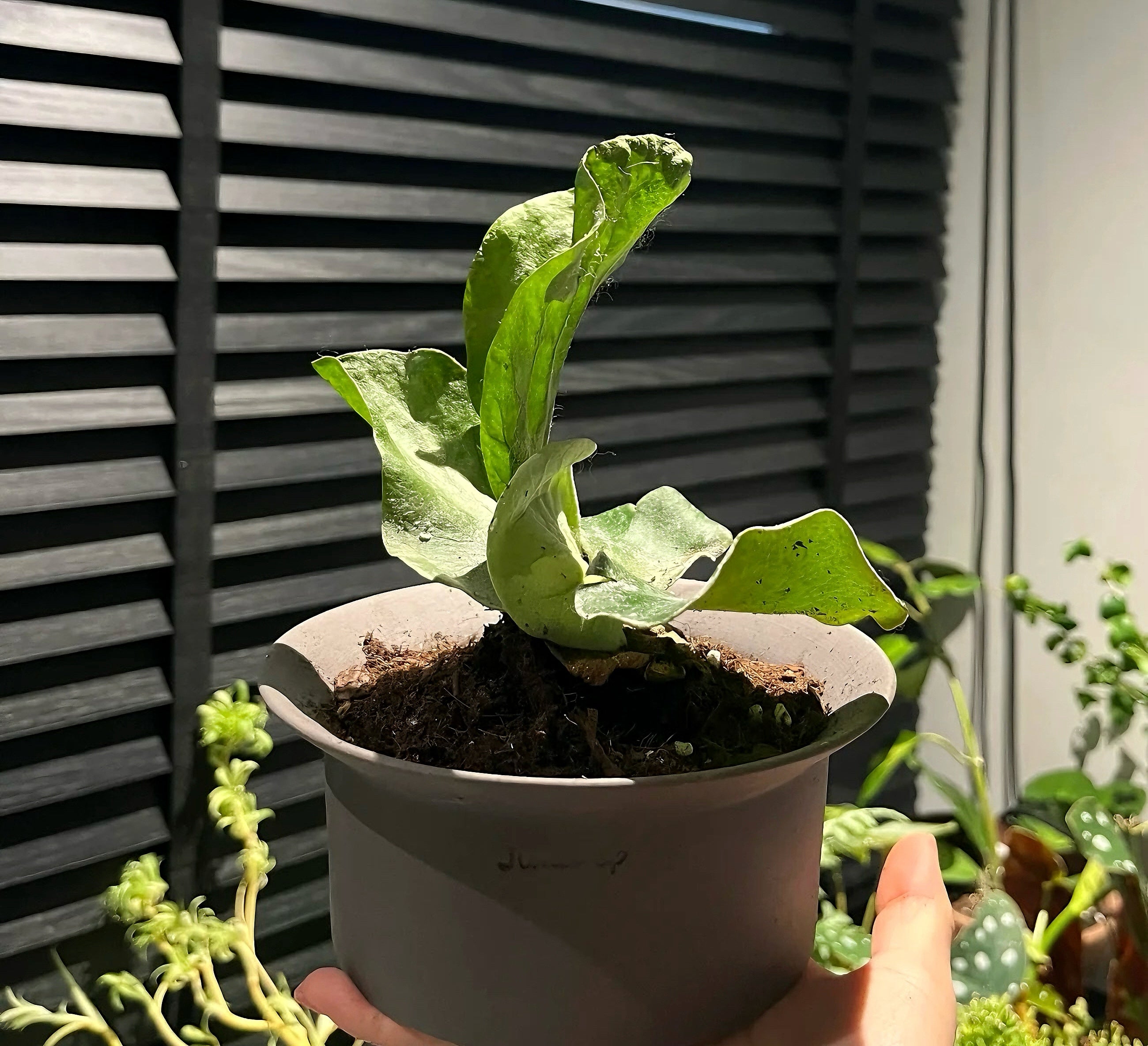 Charcoal Matte Ceramic Planter