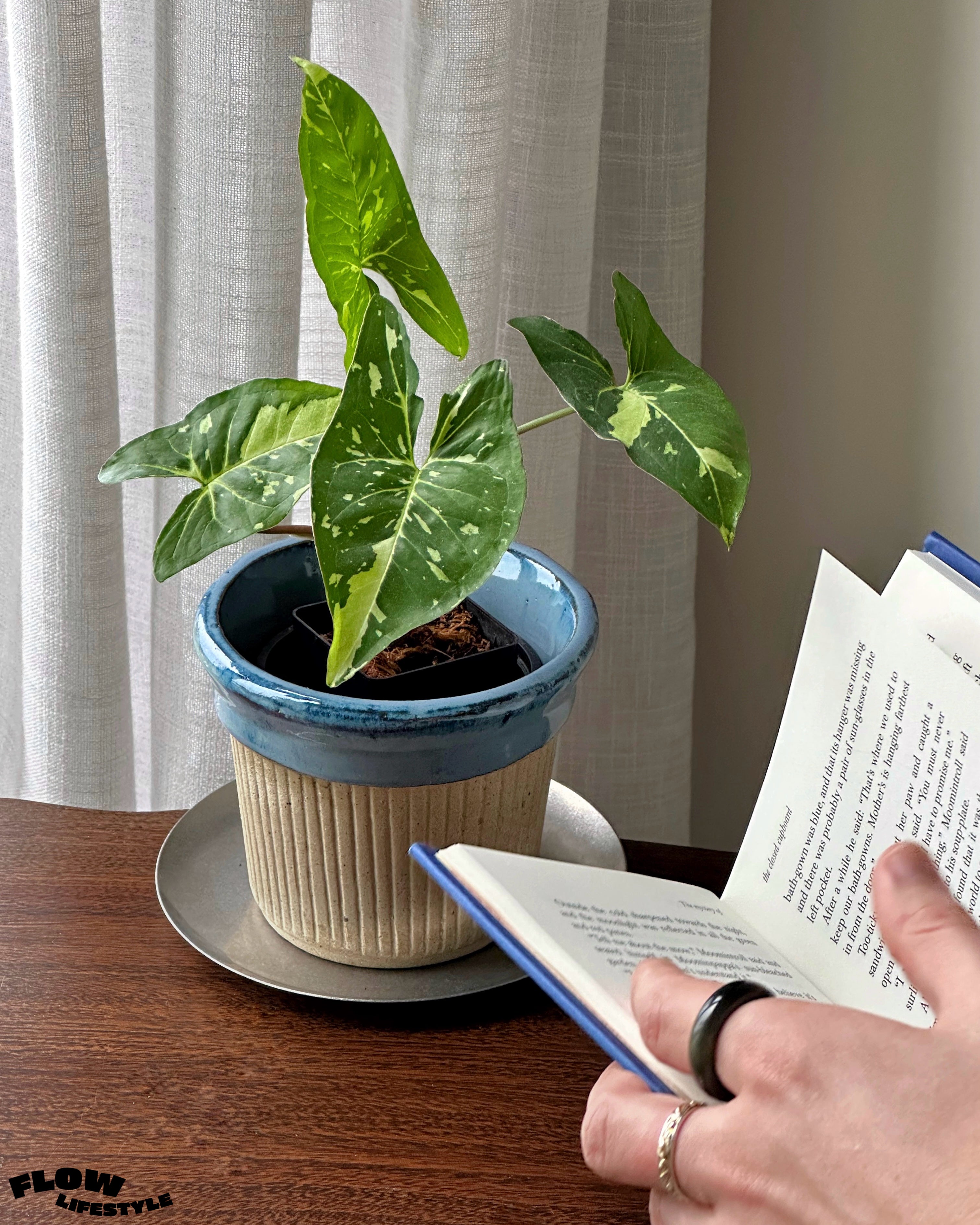 Ink Rim Pot