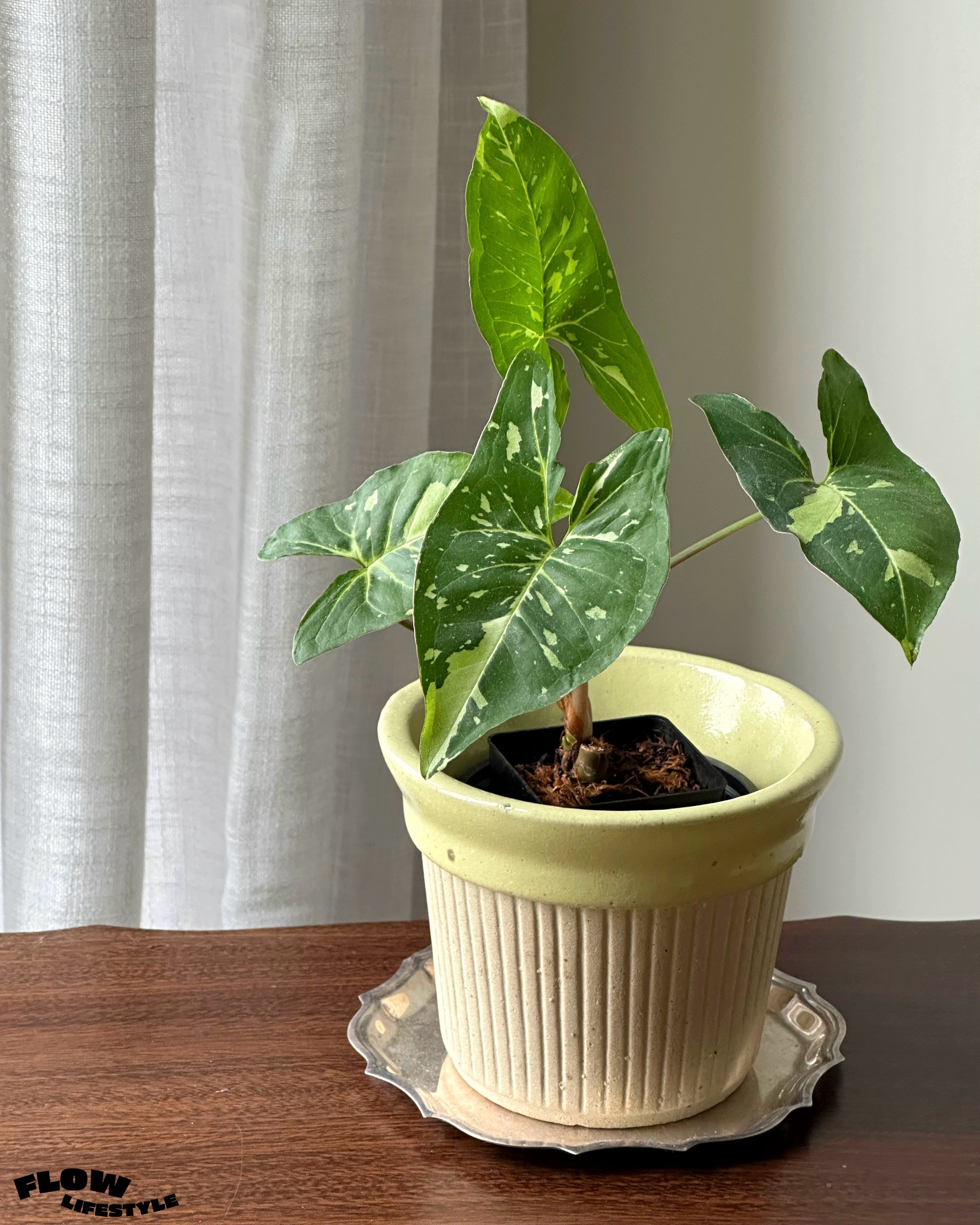 Lemon Cream Pot – Semi-glazed Crude Clay Planter